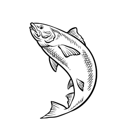 Draw A Salmon