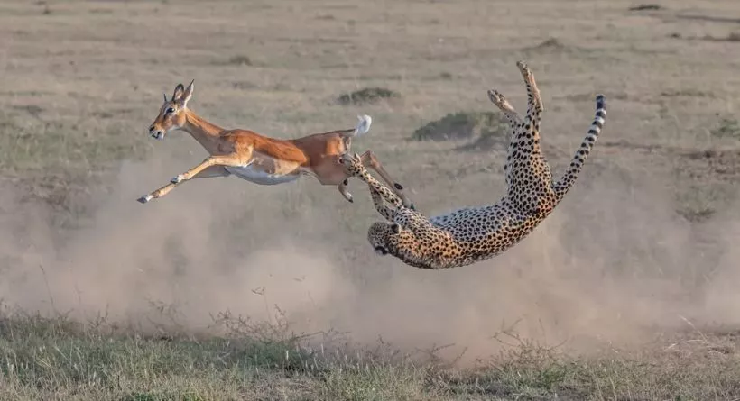 rajkotupdates.news:cheetah-magnificent-but-fragile-experts-list-concerns-for-cheetahs

