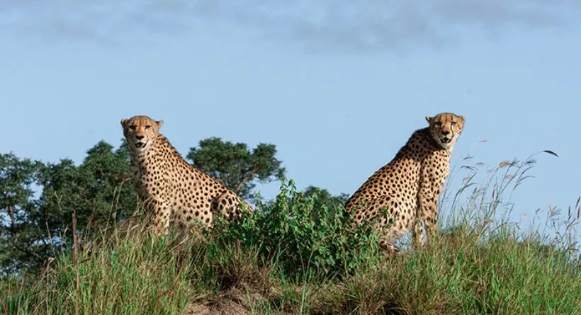 rajkotupdates.news:cheetah-magnificent-but-fragile-experts-list-concerns-for-cheetahs
